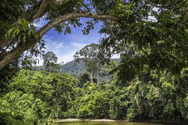 Jungle in Sumatra